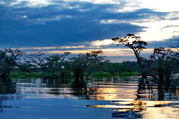 Sunset silhouetting trees in the flooded jungle in the Cuyabeno Wildlife Reserve, Ecuador